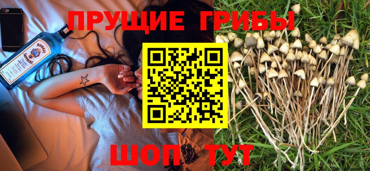 Королёв  Галлюциногенные грибы Magic Shrooms  Галлюциногенные грибы Psilocybine cubensis  Вход с VPN 